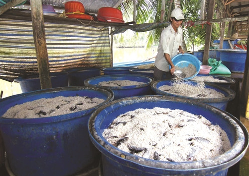 Hiện nay, trên địa bàn tỉnh Cà Mau có trên 330 cơ sở làm nghề cá khô bổi Hiện nay, trên địa bàn tỉnh Cà Mau có trên 330 cơ sở làm nghề cá khô bổi