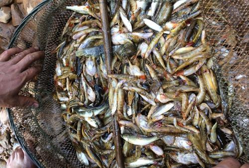 Thành quả sau một buổi ngăn sông bắt cá. Cá ở đầu nguồn sông A Vương chủ yếu cá loại nhỏ được người dân nơi đây dùng vợt để bắt, ít khi dùng bằng vỏ cây Tr’bâây. Thành quả sau một buổi ngăn sông bắt cá. Cá ở đầu nguồn sông A Vương chủ yếu cá loại nhỏ được người dân nơi đây dùng vợt để bắt, ít khi dùng bằng vỏ cây Tr’bâây.