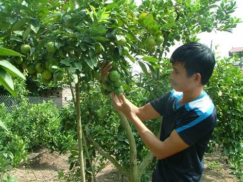Anh Nguyễn Hữu Hà kiểm tra vườn chanh chuẩn bị cho thu hoạch. Anh Nguyễn Hữu Hà kiểm tra vườn chanh chuẩn bị cho thu hoạch.