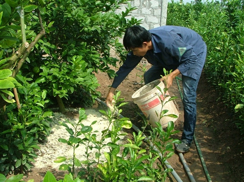 Toàn bộ chanh trong vườn được anh Nguyễn Hữu Hà bón bột đậu tương xay, hạn chế xử dụng các loại phân hóa học. Toàn bộ chanh trong vườn được anh Nguyễn Hữu Hà bón bột đậu tương xay, hạn chế xử dụng các loại phân hóa học.