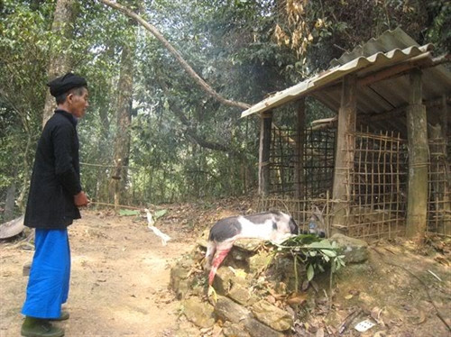 Cúng thần đá hộ mệnh. Ảnh: baomoi.com Cúng thần đá hộ mệnh. Ảnh: baomoi.com