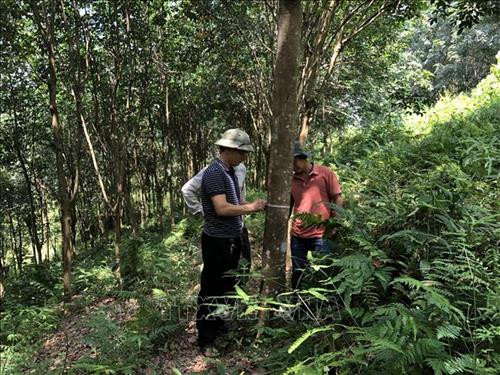 Cán bộ Công ty Cổ phần Cao su Yên Bái hướng dẫn công nhân đo xác định chất lượng cây cao su tại huyện Văn Chấn. Ảnh: Đức Tưởng-TTXVN Cán bộ Công ty Cổ phần Cao su Yên Bái hướng dẫn công nhân đo xác định chất lượng cây cao su tại huyện Văn Chấn. Ảnh: Đức Tưởng-TTXVN