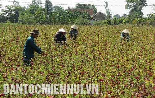 Thực hiện chuyển đổi cơ cấu cây trồng, một số hộ dân ở xã Phong An, huyện Phong Điền đã trồng thành công hơn 4 ha cây atiso đỏ . Ảnh: Hồ Cầu Thực hiện chuyển đổi cơ cấu cây trồng, một số hộ dân ở xã Phong An, huyện Phong Điền đã trồng thành công hơn 4 ha cây atiso đỏ . Ảnh: Hồ Cầu
