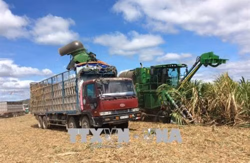 Xây dựng cánh đồng mía lớn, đưa cơ giới hóa vào sản xuất ở huyện Ia Pa, tỉnh Gia Lai giúp giảm chi phí sản xuất. Ảnh: Hoài Nam -TTXVN