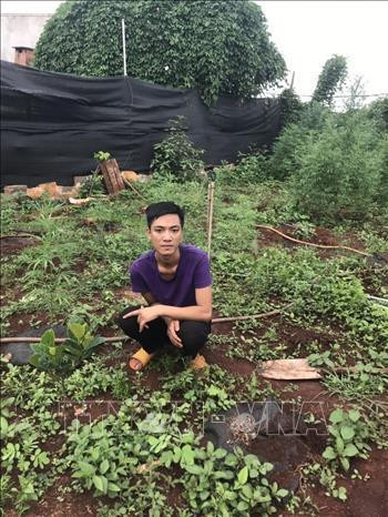 Đối tượng Khoa tại khu vực vườn trồng cây cần sa. Ảnh: Hồng Điệp – TTXVN