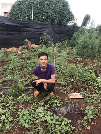 Đối tượng Khoa tại khu vực vườn trồng cây cần sa. Ảnh: Hồng Điệp – TTXVN