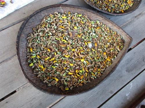 Cà đắng phơi khô.