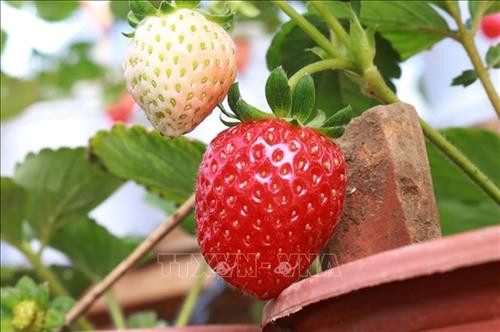 Trái dâu tây chín mọng được trồng thành công ở Ninh Thuận. Ảnh: Nguyễn Thành - TTXVN
