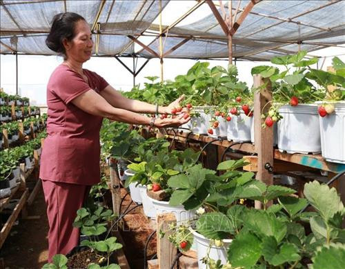 Bà Võ Thị Hương (thị trấn Phước Dân, huyện Ninh Phước) chăm sóc vườn dâu tây. Ảnh: Nguyễn Thành - TTXVN