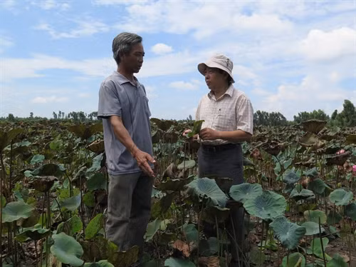 Ông Trần Văn Kịch (bên trái), chủ ruộng sen 4ha tại ấp 1, xã Mỹ Hòa, huyện Tháp Mười, tỉnh Đồng Tháp trao đổi cách thức xen canh sen - nuôi cá với TS Dương Văn Ni, Khoa Môi trường, Đại học Cần Thơ.