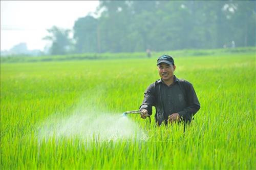 Bà con nông dân chăm sóc và bảo vệ lúa vụ mùa. Ảnh : Vũ Minh Đức