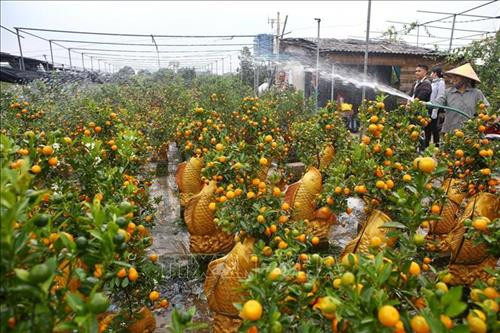 Chị Hường (xã Tân Tiến, huyện Văn Giang) chăm sóc quất cảnh phục vụ dịp Tết Nguyên đán Canh Tý 2020. Ảnh: Minh Quyết – TTXVN Một cây bưởi cảnh có giá trung bình khoảng 1 – 4 triệu đồng/cây được chăm sóc cẩn thận trước khi vận chuyển cho khách hàng. Ảnh: Minh Quyết – TTXVN Quất cảnh, bưởi cảnh Văn Giang sẵn sàng phục vụ thị trường dịp Tết Nguyên đán Canh Tý 2020. Ảnh: Minh Quyết – TTXVN Chủ vườn sẵn sàng phục vụ theo thị hiếu của khách hàng, giá 1 cây quất cảnh này giao động từ đến 1,5 – 1,7 triệu đồng. Ảnh: Minh Quyết – TTXVN Vận chuyển bưởi cảnh cho khách tại vườn của hộ gia đình chị Hường (xã Tân Tiến, huyện Văn Giang). Ảnh: Minh Quyết - TTXVN Quất cảnh Văn Giang được chăm sóc kỹ lưỡng, sẵn sàng phục vụ thị trường Tết Nguyên đán Canh Tý 2020. Ảnh: Minh Quyết - TTXVN Những cánh đồng quất cảnh xã Tân Tiến, huyện Văn Giang sẵn sàng phục vụ dịp Tết Nguyên đán Canh Tý 2020. Ảnh: Minh Quyết – TTXVN Chị Hường (xã Tân Tiến, huyện Văn Giang) chăm sóc những gốc bưởi sẵn sàng phục vụ thị trường Tết Nguyên đán, giá bán trung bình từ 1 – 4 triệu đồng/cây. Ảnh: Minh Quyết – TTXVN Quất Văn Giang đa dạng về chủng loại, giá quất cảnh trồng trong bình hình cá chép có giá từ 1 - 1,5 triệu đồng/cây. Ảnh: Minh Quyết – TTXVN Những cánh đồng quất cảnh xã Tân Tiến, huyện Văn Giang sẵn sàng phục vụ dịp Tết Nguyên đán Canh Tý 2020. Ảnh: Minh Quyết – TTXVN Khách đến mua quất cảnh tại xã Tân Tiến, huyện Văn Giang. Ảnh: Minh Quyết – TTXVN Quất Văn Giang đa dạng về chủng loại. Ảnh: Minh Quyết – TTXVN Chị Hường (xã Tân Tiến, huyện Văn Giang) chăm sóc quất cảnh phục vụ dịp Tết Nguyên đán Canh Tý 2020. Ảnh: Minh Quyết – TTXVN Một cây bưởi cảnh có giá trung bình khoảng 1 – 4 triệu đồng/cây được chăm sóc cẩn thận trước khi vận chuyển cho khách hàng. Ảnh: Minh Quyết – TTXVN Quất cảnh, bưởi cảnh Văn Giang sẵn sàng phục vụ thị trường dịp Tết Nguyên đán Canh Tý 2020. Ảnh: Minh Quyết – TTXVN Chủ vườn sẵn sàng phục vụ theo thị hiếu của khách hàng, giá 1 cây quất cảnh này giao động từ đến 1,5 – 1,7 triệu đồng. Ảnh: Minh Quyết – TTXVN Vận chuyển bưởi cảnh cho khách tại vườn của hộ gia đình chị Hường (xã Tân Tiến, huyện Văn Giang). Ảnh: Minh Quyết - TTXVN Quất cảnh Văn Giang được chăm sóc kỹ lưỡng, sẵn sàng phục vụ thị trường Tết Nguyên đán Canh Tý 2020. Ảnh: Minh Quyết - TTXVN Những cánh đồng quất cảnh xã Tân Tiến, huyện Văn Giang sẵn sàng phục vụ dịp Tết Nguyên đán Canh Tý 2020. Ảnh: Minh Quyết – TTXVN Chị Hường (xã Tân Tiến, huyện Văn Giang) chăm sóc những gốc bưởi sẵn sàng phục vụ thị trường Tết Nguyên đán, giá bán trung bình từ 1 – 4 triệu đồng/cây. Ảnh: Minh Quyết – TTXVN Quất Văn Giang đa dạng về chủng loại, giá quất cảnh trồng trong bình hình cá chép có giá từ 1 - 1,5 triệu đồng/cây. Ảnh: Minh Quyết – TTXVN Những cánh đồng quất cảnh xã Tân Tiến, huyện Văn Giang sẵn sàng phục vụ dịp Tết Nguyên đán Canh Tý 2020. Ảnh: Minh Quyết – TTXVN Khách đến mua quất cảnh tại xã Tân Tiến, huyện Văn Giang. Ảnh: Minh Quyết – TTXVN Quất Văn Giang đa dạng về chủng loại. Ảnh: Minh Quyết – TTXVN