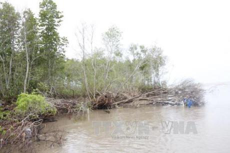 Đoạn sạt lở nghiêm trọng ở bờ biển Tây thuộc địa phận xã Khánh Tiến, huyện U Minh, tỉnh Cà Mau. Ảnh TTXVN Đoạn sạt lở nghiêm trọng ở bờ biển Tây thuộc địa phận xã Khánh Tiến, huyện U Minh, tỉnh Cà Mau. Ảnh TTXVN