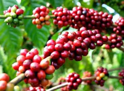 Cà phê Đức Lập