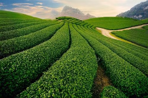 Về vùng cao Tây Bắc vui Tết độc lập ảnh 3