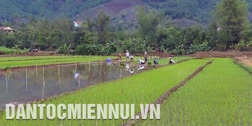 Nhờ công tác dân vận khéo, đồng bào vùng lũ Mường La đã nhanh chóng khôi phục lại diện tích ruộng nước để ổn định sản xuất. Ảnh: Hữu Quyết Nhờ công tác dân vận khéo, đồng bào vùng lũ Mường La đã nhanh chóng khôi phục lại diện tích ruộng nước để ổn định sản xuất. Ảnh: Hữu Quyết