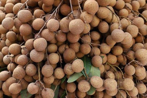 Hà Nội quảng bá, xúc tiến tiêu thụ đặc sản nhãn chín muộn ảnh 3