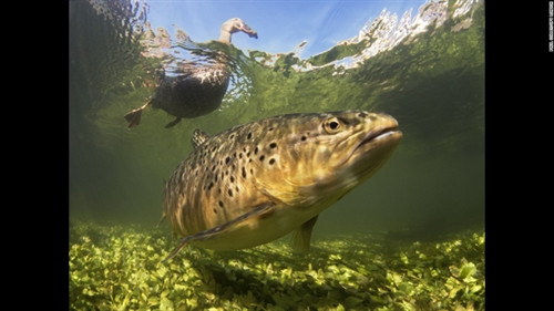 Những tuyệt phẩm dưới nước đạt giải năm 2016 ảnh 8