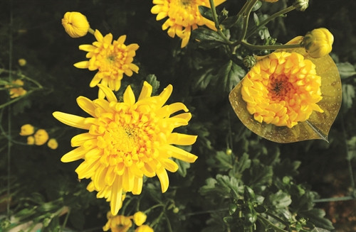 Hoa cúc - loài hoa gắn với tên tuổi của làng hoa Hà Đông