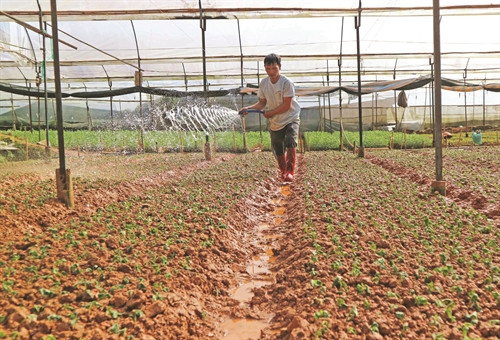 Làng hoa Hà Đông hiện có trên 400 hộ trồng hoa, chủ yếu là hoa cúc với tổng diện tích khoảng 390 ha