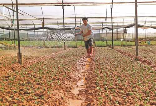 Làng hoa Hà Đông hiện có trên 400 hộ trồng hoa, chủ yếu là hoa cúc với tổng diện tích khoảng 390 ha