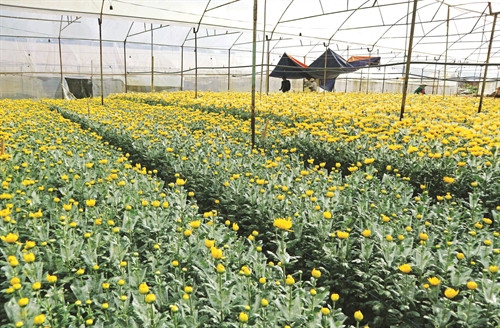 Hà Đông là làng chuyên canh hoa đầu tiên của thành phố Đà Lạt