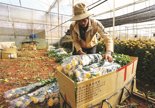 Từ làng hoa Hà Đông, hoa được đóng thùng rồi vận chuyển đi tiêu thụ khắp mọi miền đất nước