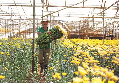 Người dân làng hoa Hà Đông tất bật thu hoạch hoa Tết để kịp thời cung cấp ra thị trường