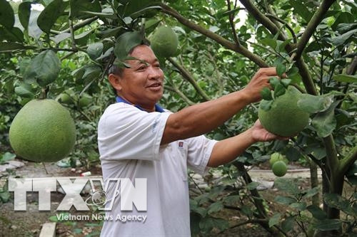 Ông Phạm Hoàng Minh, “Vua bưởi da xanh” ở Song Bình . Ảnh : Minh Trí - TTXVN Ông Phạm Hoàng Minh, “Vua bưởi da xanh” ở Song Bình . Ảnh : Minh Trí - TTXVN