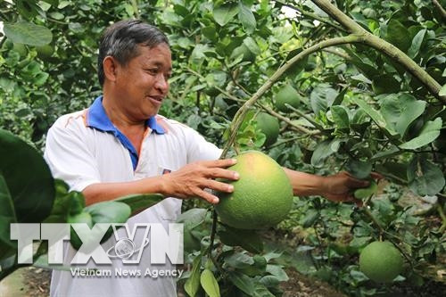 Ông Phạm Hoàng Minh, “Vua bưởi da xanh” ở Song Bình . Ảnh : Minh Trí - TTXVN Ông Phạm Hoàng Minh, “Vua bưởi da xanh” ở Song Bình . Ảnh : Minh Trí - TTXVN