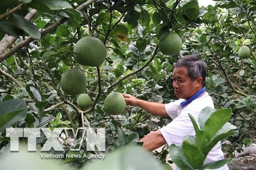 Ông Phạm Hoàng Minh, “Vua bưởi da xanh” ở Song Bình . Ảnh : Minh Trí - TTXVN Ông Phạm Hoàng Minh, “Vua bưởi da xanh” ở Song Bình . Ảnh : Minh Trí - TTXVN