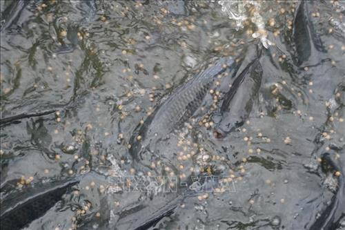 Hiện mô hình nuôi cá "sông trong ao" mang lại thu nhập bình quân hàng năm khoảng 2 tỷ đồng/ bể/ năm. Ảnh: Thanh Nga-TTXVN