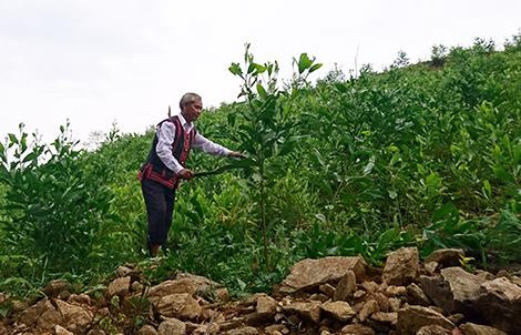 Ông Sinh đang chăm sóc cây cối trên các quả đồi. Nguồn ảnh: cand.com.vn