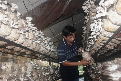 Do chưa có thị trường tiêu thụ nên số lượng nấm linh chi bán ra còn khá hạn chế, chủ yếu là bán nhỏ lẻ Do chưa có thị trường tiêu thụ nên số lượng nấm linh chi bán ra còn khá hạn chế, chủ yếu là bán nhỏ lẻ