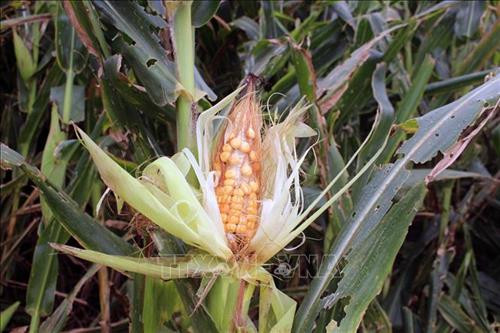 Cây ngô bị sâu keo mùa thu xâm hại. Ảnh: Diệp Anh - TTXVN