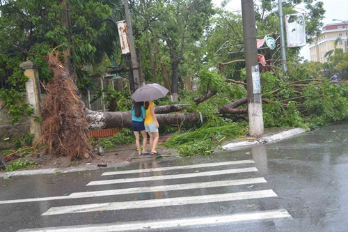 Cây đổ đường Lý Thường Kiệt, Tp. Thái Bình. Cây đổ đường Lý Thường Kiệt, Tp. Thái Bình.