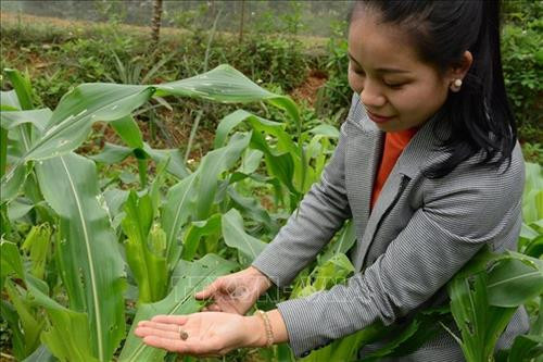Sâu keo mùa thu gây hại ở cây ngô tại huyện Yên Bình (Yên Bái). Ảnh: Đức Tưởng-TTXVN Sâu keo mùa thu gây hại ở cây ngô tại huyện Yên Bình (Yên Bái). Ảnh: Đức Tưởng-TTXVN