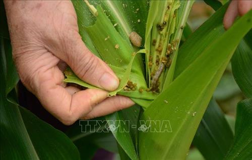 Tốc độ lây lan của sâu keo rất nhanh, chúng chủ yếu ăn lá, thân và nõn. Ảnh: Đức Tưởng-TTXVN Tốc độ lây lan của sâu keo rất nhanh, chúng chủ yếu ăn lá, thân và nõn. Ảnh: Đức Tưởng-TTXVN