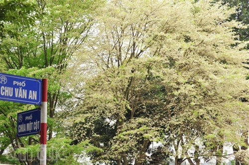 Hẹn gặp lại, sắc trắng hoa sưa ảnh 2