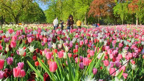 Những trải nghiệm thú vị ở Hà Lan - đất nước thiên đường ảnh 8