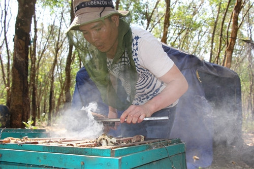 Hun khói đuổi ong trước khi gỡ cầu.