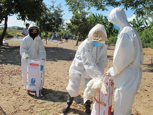 Lực lượng chức năng tiêu hủy đàn vịt bị bệnh. Ảnh:Nguyễn Tuấn Anh- TTXVN Lực lượng chức năng tiêu hủy đàn vịt bị bệnh. Ảnh:Nguyễn Tuấn Anh- TTXVN