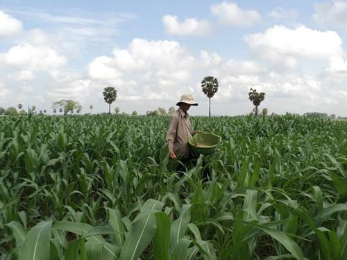 Nông dân chăm sóc ngô. Ảnh: vov.vn