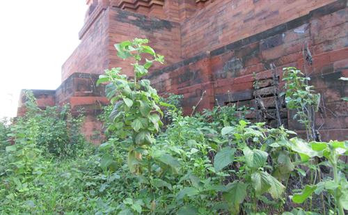 Cỏ dại “xâm lấn” xung quanh tháp. Ảnh: Nguyễn Thành – TTXVN Cỏ dại “xâm lấn” xung quanh tháp. Ảnh: Nguyễn Thành – TTXVN