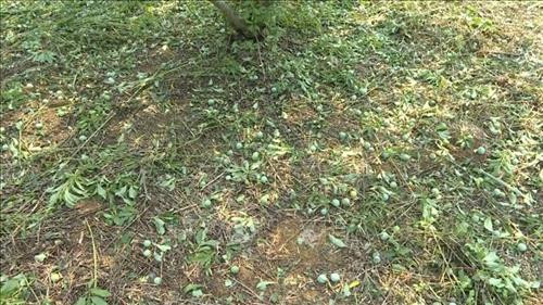 Mưa đá đã làm diện tích lớn mận hậu ở xã Tân Lập, huyện Mộc Châu, tỉnh Sơn La sắp cho thu hoạt bị tàn phá, quả rụng phủ xanh gốc. Ảnh: TTXVN phát. Mưa đá đã làm diện tích lớn mận hậu ở xã Tân Lập, huyện Mộc Châu, tỉnh Sơn La sắp cho thu hoạt bị tàn phá, quả rụng phủ xanh gốc. Ảnh: TTXVN phát.