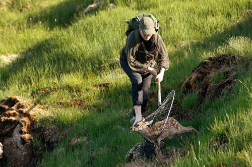 Các chú hươu có thể đi lại tự do khắp hòn đảo chứ không chỉ ở khu vực nghiên cứu. Một nhân viên bảo tồn với chiếc vợt lưới lớn để bắt hươu. Chú hươu con mang tên Karuka18. Chú hươu con 5 ngày tuổi được đem về để thu thập thông tin Chú hươu con Scallop18 được kiểm tra cân nặng tại chỗ. Các nhà khoa học bôi rêu lên người những chú hươu con nhằm tránh để lại mùi trên người chúng, tránh bị đồng loại dè chừng. Những thông tin được thu thập bao gồm dữ liệu DNA, số đo và mẫu sinh trắc học của tất cả con hươu trên đảo. Người sáng lập dự án, Fiona Guinness, vốn phân loại từng chú hươu bằng cách nhớ mặt từng con một. Hiện nay, người ta sử dụng thẻ tên để nhận diện từng chú hươu. Sừng và sọ hươu qua đời trên đảo được giữ lại để phục vụ cho quá trình nghiên cứu và xác nhận những dữ liệu cần thiết cho việc bảo tồn. Các chú hươu có thể đi lại tự do khắp hòn đảo chứ không chỉ ở khu vực nghiên cứu. Một nhân viên bảo tồn với chiếc vợt lưới lớn để bắt hươu. Chú hươu con mang tên Karuka18. Chú hươu con 5 ngày tuổi được đem về để thu thập thông tin Chú hươu con Scallop18 được kiểm tra cân nặng tại chỗ. Các nhà khoa học bôi rêu lên người những chú hươu con nhằm tránh để lại mùi trên người chúng, tránh bị đồng loại dè chừng. Những thông tin được thu thập bao gồm dữ liệu DNA, số đo và mẫu sinh trắc học của tất cả con hươu trên đảo. Người sáng lập dự án, Fiona Guinness, vốn phân loại từng chú hươu bằng cách nhớ mặt từng con một. Hiện nay, người ta sử dụng thẻ tên để nhận diện từng chú hươu. Sừng và sọ hươu qua đời trên đảo được giữ lại để phục vụ cho quá trình nghiên cứu và xác nhận những dữ liệu cần thiết cho việc bảo tồn.