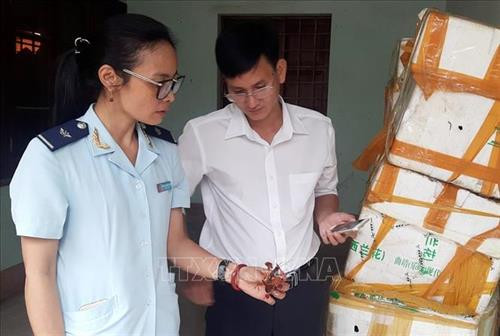 Lực lượng Hải quan Cửa khẩu quốc tế Lào Cai thu giữ lô hàng được xác định là tôm càng đỏ nhập lậu vào tỉnh Lào Cai. Ảnh: Quốc Khánh - TTXVN Lực lượng Hải quan Cửa khẩu quốc tế Lào Cai thu giữ lô hàng được xác định là tôm càng đỏ nhập lậu vào tỉnh Lào Cai. Ảnh: Quốc Khánh - TTXVN