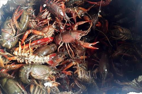 Tôm càng đỏ nhập lậu vào tỉnh Lào Cai. Ảnh: Quốc Khánh - TTXVN Tôm càng đỏ nhập lậu vào tỉnh Lào Cai. Ảnh: Quốc Khánh - TTXVN