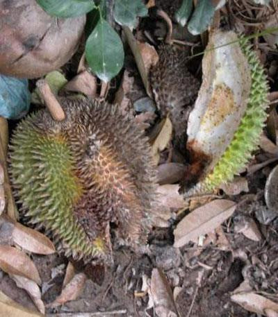 Quả sầu riêng bị thối. Ảnh: dost-bentre.gov.vn Quả sầu riêng bị thối. Ảnh: dost-bentre.gov.vn