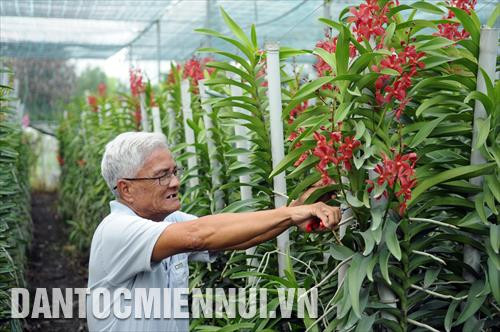 Vườn lan Ba Được tại xã Tân Thông Hội - xã đầu tiên đạt chuẩn NTM của TP.HCM. Từ 600 gốc lan được xã hỗ trợ từ giai đoạn đầu của chương trình NTM, đến giai đoạn 2, với nguồn vốn vay hơn 2 tỷ đồng, nhà vườn đã mở rộng thêm diện tích lên thành 12.000 m2 với hơn 50.000 gốc lan, thu lợi nhuận hơn 100 triệu đồng mỗi năm. Trong ảnh: Ông Ba Được chăm sóc những cành lan trong vườn